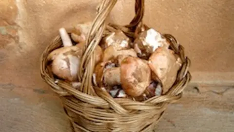 Gurumelos