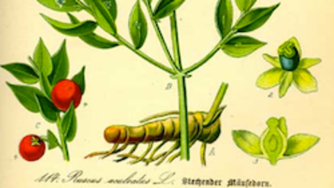 Ruscus aculeatus