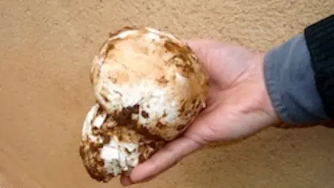Gurumelo de 410 gr. encontrado en la dehesa serrana