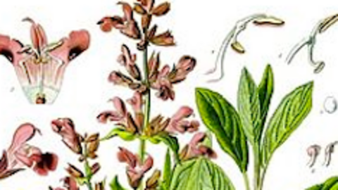 Salvia officinallis
