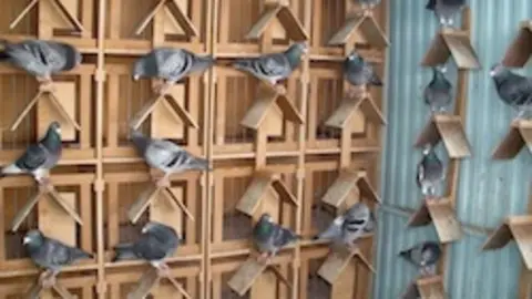 Palomas mensajeras