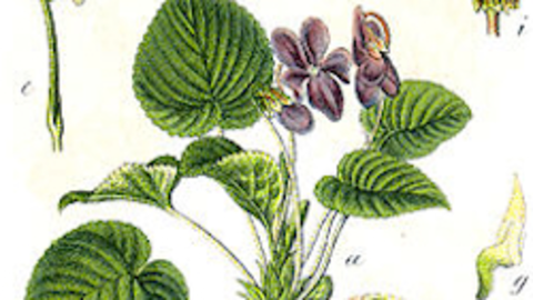 La violeta