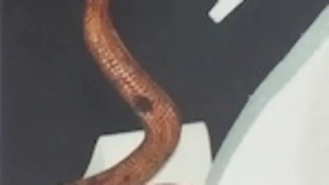 Serpiente, escultura de Alfonso Berr&iacute;o. XOS&Eacute; HENRIQUE COSTAS