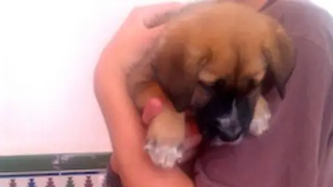 Cachorritos en busca de hogar
