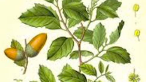 Alcornoque