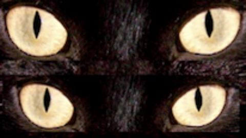 Gatos negros