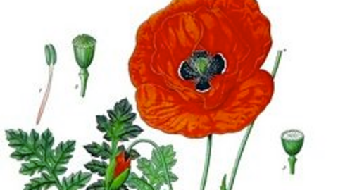 La amapola