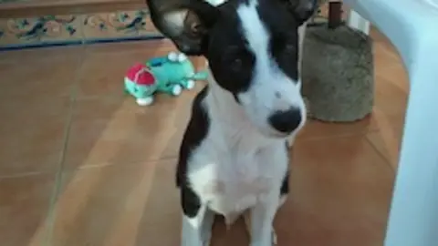 Danko, uno de los simp&aacute;ticos perritos cuidados por APAM