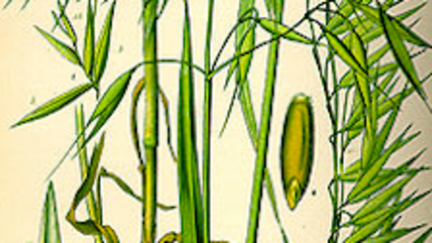 Avena Sativa portada