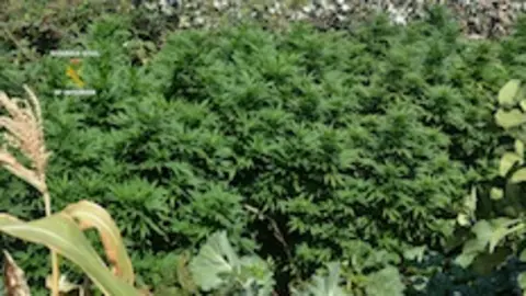 Marihuana incautada por la Guardia Civil