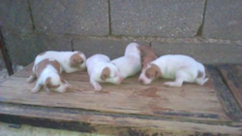 Cachorritos en busca de un hogar