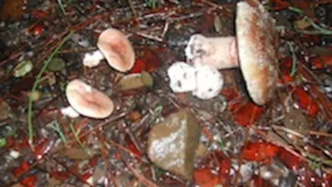 Jornadas micol&oacute;gicas en Robledillo de Gata
