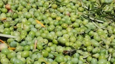Aceituna manzanilla cacereña