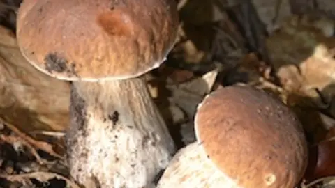 Boletus edulis