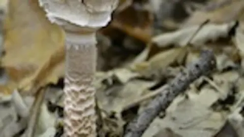 Macrolepiota procera