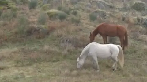 Caballos en Planeta Bosque
