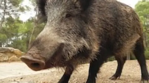 Jabalí