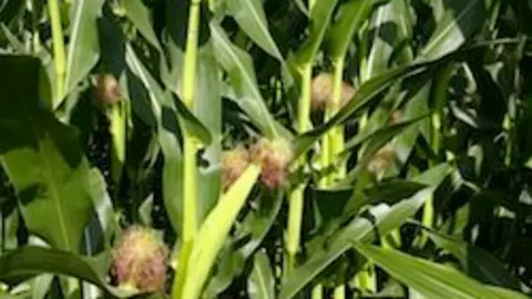 Maizal en floración