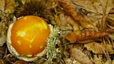 Amanita Cesarea o Huevo de Rey José Manuel Robledo Vinagre