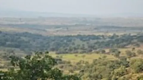 ruta entre Perales y Cilleros, correspondiente a la macrolepiota procera parasol