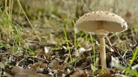 macrolepiota procera parasol José Manuel Robledo Vinagre