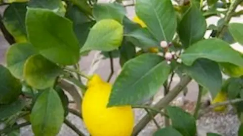 Limonero Imagen de Botánic Serrat