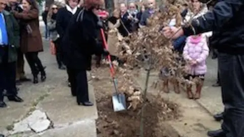 Pilar Majano planta el roble