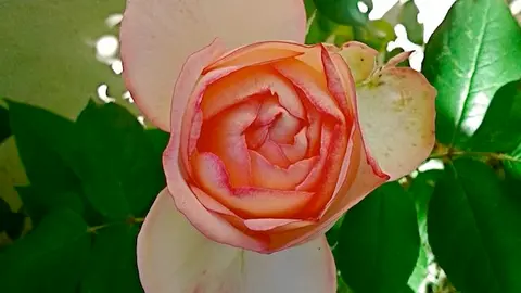Tiempo de rosas extreme&ntilde;as