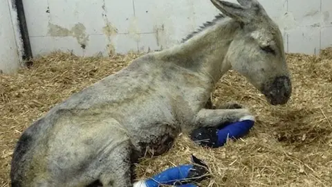 La burrita Valiente cuidada por el Refugio La Candela
