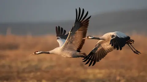 Grullas en vuelo en Descargamaria. Imagen cedida por la web sierradegataeseloto&ntilde;o.com.