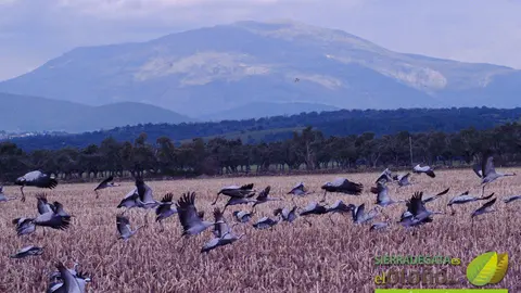 Grullas en Borboll&oacute;n. Imagen cedida por sierradegataeseloto&ntilde;o.com