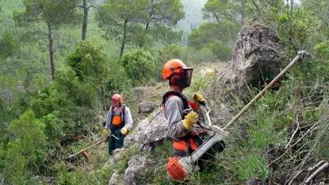 trabajadores forestales