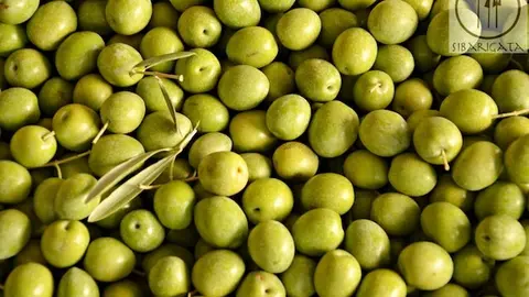 Aceituna manzanilla cacereña