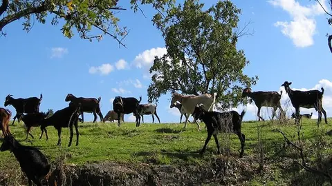 Rebaño de cabras en Sierra de Gata. ANHER