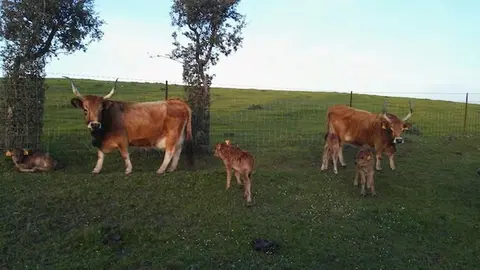 Ejemplares de wagyu ibérico en El Campete de García Cobaleda en Santibáñez el Alto