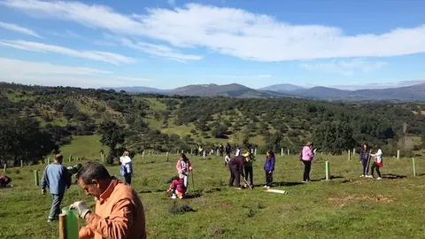 Jóvenes Plantabosques en Villanueva de la Sierra. FÉLIX CORRALES