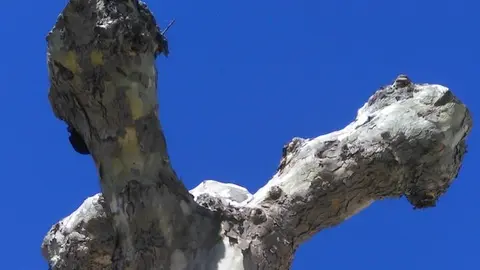Portada Plátano pésimamente podado
