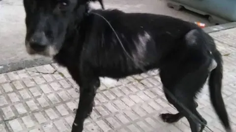 Chanel ha sido rescatado por APAM Moraleja y ahora busca un hogar