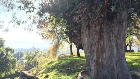 Eucalipto de gran porte a la entrada de Hoyos