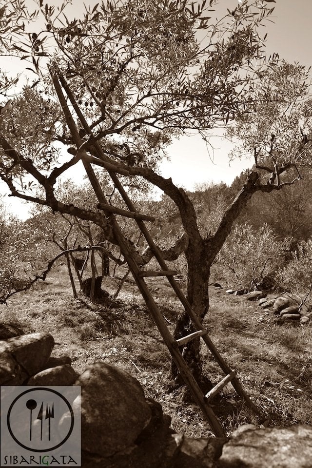 Olivo Sierra de Gata