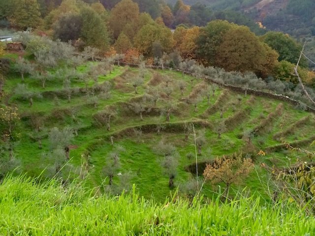 Olivar en bancales