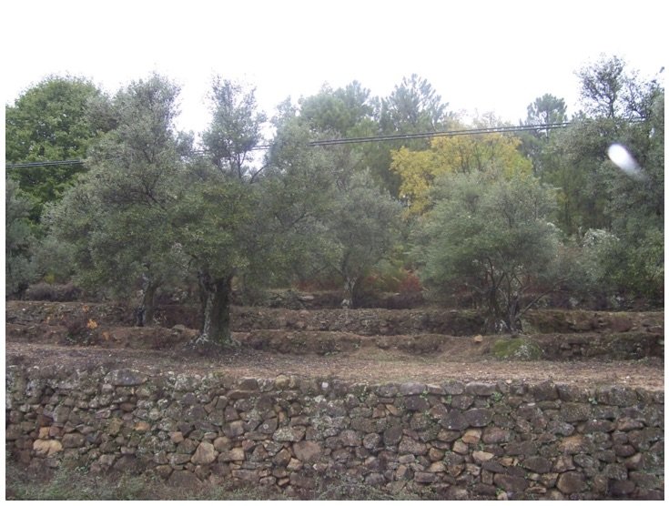 Bancal con pared de piedra seca