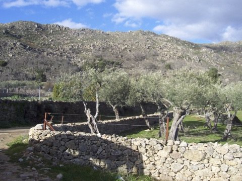 Olivares de Cilleros protegido con paredes de piedra seca. Agustín Iglesias