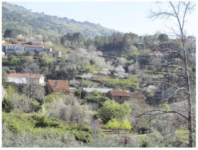 Olivares, huertos y frutales en bancales en Torre de Don Miguel. Agustín Iglesias