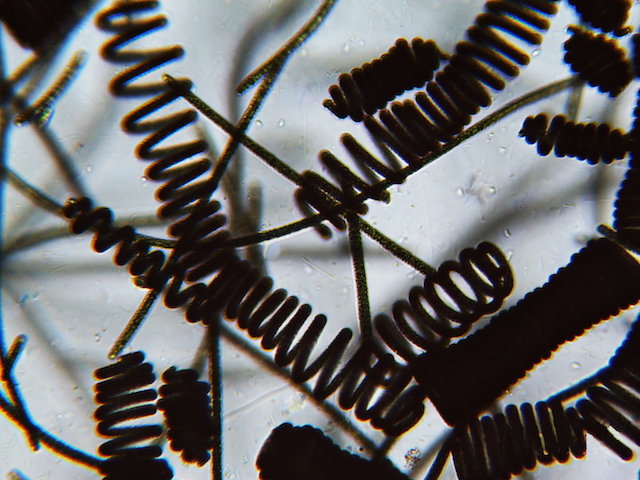 La microalga espirulina vista al microscopio