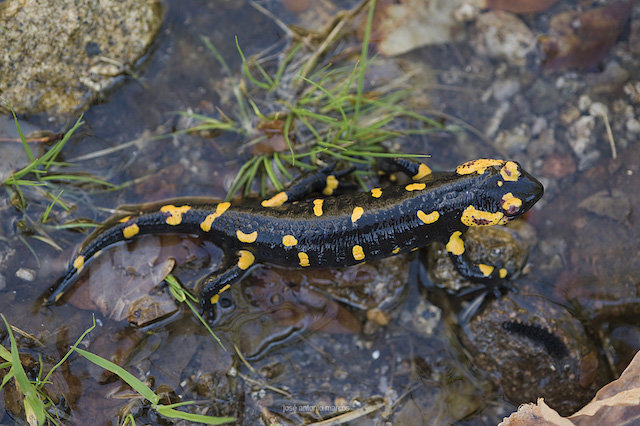 Salamandra fotografiada en el corredor ecocultural de Trevejo a Jálama